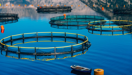 Balık Çiftliği Kurmak Karlı Mı? Detaylı Klavuz