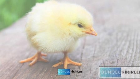 Civciv Üretimiyle Para Kazanmanın Sırları: Henüz Denemediyseniz Eşsiz Fırsatlar!